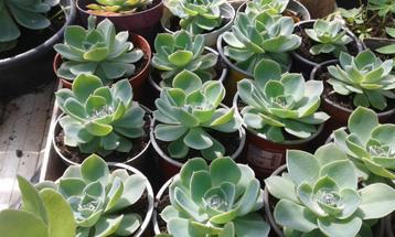 plantes succulentes de cèdre, Enlèvement ou Envoi, Été, Plante fixe