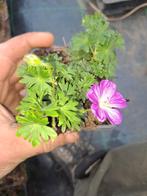 Geranium 'Max frei', Ophalen