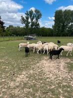 Schapen 6 maand tot 2 jaar, Dieren en Toebehoren, Schapen, Geiten en Varkens, Schaap, 0 tot 2 jaar