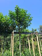 Prunus lusitanica 'Angustifolia'. Leiboom met bamboescherm