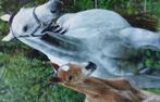 Drachtige Artos Z merrie, Dieren en Toebehoren, 170 tot 175 cm, Springpaard, 11 jaar of ouder, Merrie