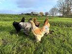 Jonge tamme Brahma kippen hennen gesekst en ingeënt, Dieren en Toebehoren, Pluimvee, Vrouwelijk, Kip