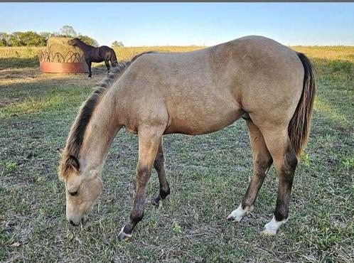 Quarter/Paint vanaf 1,5 jaar tk gevraagd, Dieren en Toebehoren, Paarden, Ruin, Niet van toepassing, Minder dan 160 cm, 0 tot 2 jaar