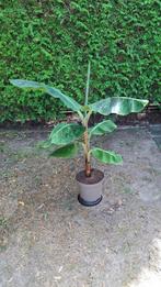 SPECIAAL! Bananenplant voor binnenshuis., Ophalen, Halfschaduw, 100 tot 150 cm