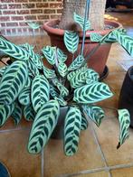 Ctenanthe oppenheimiana, Ophalen