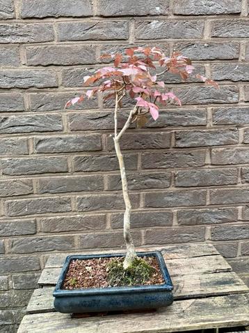 Bonsai beschikbaar voor biedingen