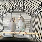 Couple perruche ondulée, Animaux & Accessoires, Mâle, Perruche