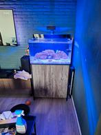 Compleet zoutwater aquarium met koralen en toebehoren, Dieren en Toebehoren, Ophalen, Nieuw, Gevuld zeewateraquarium