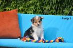 Prachtige kruising Herder pups, België, CDV (hondenziekte), 8 tot 15 weken, Groot
