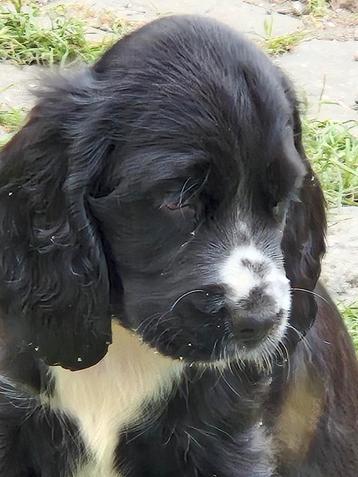 Engelse Cocker Spaniël pups, Plusieurs, Éleveur | Loisir, Parvovirose, Belgique