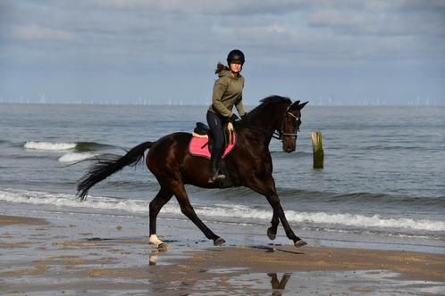 Ruin 1m65 12 jaar, Dieren en Toebehoren, Paarden, Ruin, L, 160 tot 165 cm, 11 jaar of ouder, Recreatiepaard, Gechipt, Ontwormd