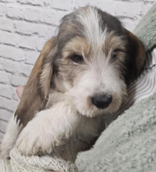 petit basset grifon vendeen pups 10-11-24, Dieren en Toebehoren, Honden | Beagles, Bassets en Lopende honden, Meerdere dieren