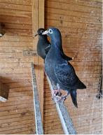 2 jonge reisduiven / vliegduiven, Meerdere dieren, Postduif