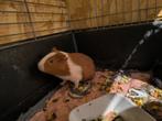 Cavia's beertjes en zeugjes te koop, Dieren en Toebehoren, Knaagdieren, Mei, Mannelijk, Cavia