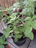 plantes arômatiques, Tuin en Terras, Planten | Tuinplanten, Ophalen, Kruiden