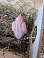 Callopsite albino de 10 jours à vendre
