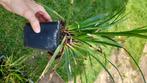 Carex morrowii 40, Jardin & Terrasse, Plantes | Jardin, Graminées ornementales, Enlèvement, Plante fixe