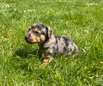 Supermooie Jack Russel pups,in huis grootgebracht !!, Dieren en Toebehoren, Honden | Jack Russells en Terriërs, België, Fokker | Hobbymatig