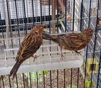 Kanarie, Dieren en Toebehoren, Meerdere dieren, Kleurkanarie