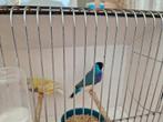 Gouldamandines goulds exoten, Dieren en Toebehoren, Vogels | Overige Vogels