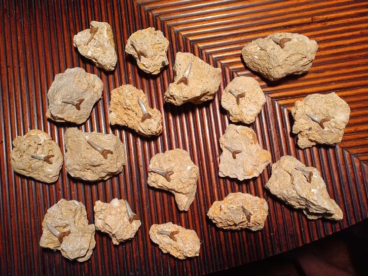 Keuze uit 17 haaientanden op matrix uit Balegem - België, Verzamelen, Mineralen en Fossielen, Fossiel, Ophalen of Verzenden