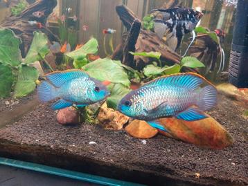 Aquarium vissen  beschikbaar voor biedingen