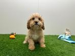 Cavapoo pups, België, 8 tot 15 weken, CDV (hondenziekte), Meerdere