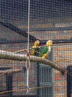 Roestkop caiques geeldij, Dieren en Toebehoren, Vogels | Parkieten en Papegaaien, Geringd