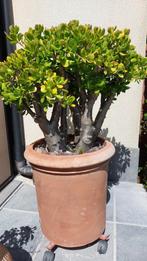 Jadeplant ,Geluksplant, Tuin en Terras, Ophalen, Zo goed als nieuw