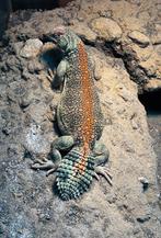 Uromastyx thomasi man 1.0, Dieren en Toebehoren, Reptielen en Amfibieën, Hagedis, Tam