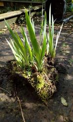 iris gele en blauwe(heel veel), Tuin en Terras, Planten | Tuinplanten, Ophalen