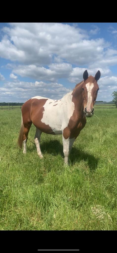 Lief gezinspaard recreatiepaard merrie, Dieren en Toebehoren, Paarden, Merrie, B, 160 tot 165 cm, 11 jaar of ouder, Recreatiepaard