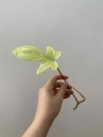 Philodendron florida ghost, Huis en Inrichting, Kamerplanten, Ophalen of Verzenden