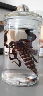Scorpion en conservation liquide, Collections, Animal sauvage, Animal empaillé, Enlèvement ou Envoi, Neuf