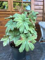 Begonia Silver mapples, Tuin en Terras, Vaste plant, Halfschaduw, Zomer, Ophalen