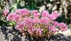 150 bouchons ou plantes Sedum spurium - orpin rose 3 cm, Plein soleil, Enlèvement, Plante fixe, Été