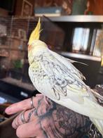 Valkparkieten zijn al goed tam niet verwant