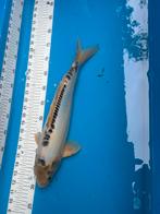 40 cm blauwe koi, Dieren en Toebehoren, Vissen | Vijvervissen, Karper of Koi