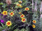 Overschot winterharde Tuinplanten & Bloemen: €.1,00/pot., Tuin en Terras, Planten | Tuinplanten, Ophalen, Vaste plant