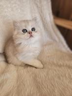 Britse korthaar en langhaar met stamboom, Dieren en Toebehoren, Katten en Kittens | Raskatten | Langhaar, Meerdere dieren, Gechipt