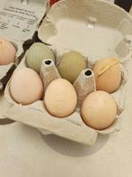 Verse eieren van mijn kippen, Diversen, Ophalen