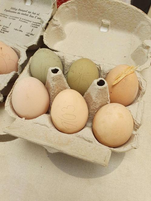 Verse eieren van mijn kippen, Diversen, Levensmiddelen, Ophalen