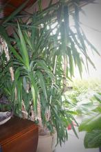 Mooie grote kamerplant., Huis en Inrichting, Ophalen, 200 cm of meer, In pot, Yucca