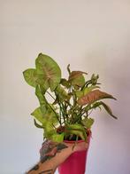 syngonium neon robusta, Huis en Inrichting, Ophalen, Overige soorten, Halfschaduw, Minder dan 100 cm