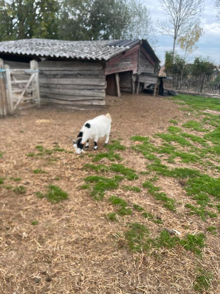 Kinderboerderij verkoopt dwerggeiten, Dieren en Toebehoren, Schapen, Geiten en Varkens, Geit