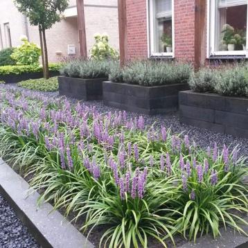 Leliegras (mooie najaarsbloeier)  schaduwplant beschikbaar voor biedingen