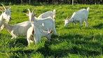 saanen geiten, Dieren en Toebehoren, Meerdere dieren, Geit, 0 tot 2 jaar