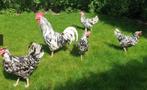 6 Maanden oude Legkippen - Bel: 0472/51.09.71, Dieren en Toebehoren, Kip