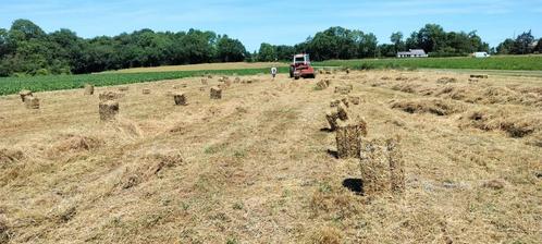 Petit ballot a vendre, Dieren en Toebehoren, Stalling en Weidegang