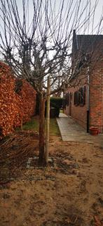 Sierboom, Tuin en Terras, Ophalen of Verzenden, 250 tot 400 cm